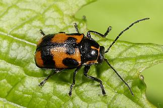 Cryptocephalus quinquepunctatus - Fünfpunkt-Fallkäfer, Käfer auf Blatt