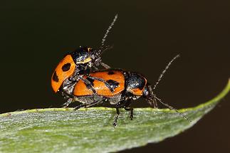 Cryptocephalus quinquepunctatus - Fünfpunkt-Fallkäfer, Paar (1)