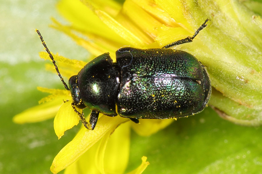 Cryptocephalus sericeus - Seidiger Fallkäfer, Käfer auf Blüte