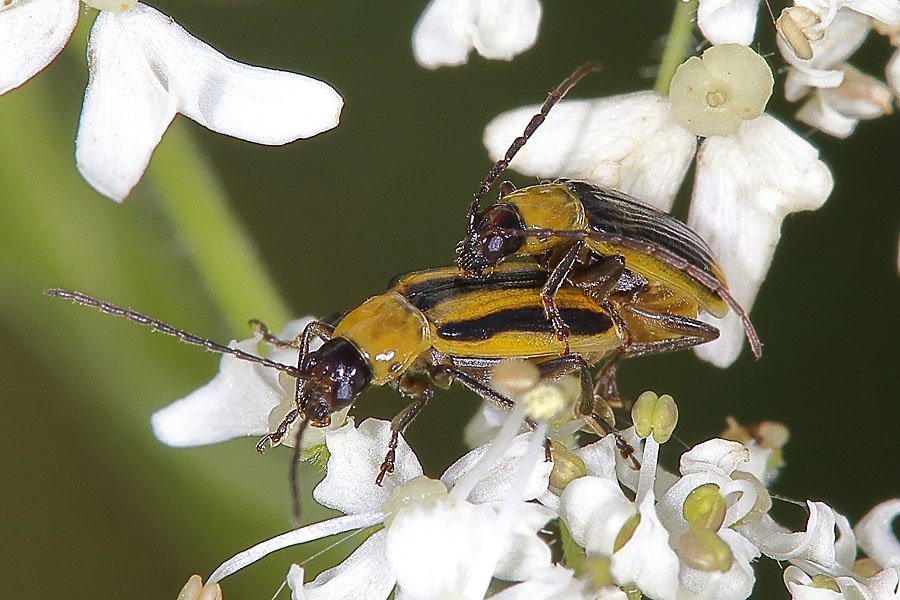 Diabrotica virgifera - Westlicher Maiswurzelbohrer, Paar