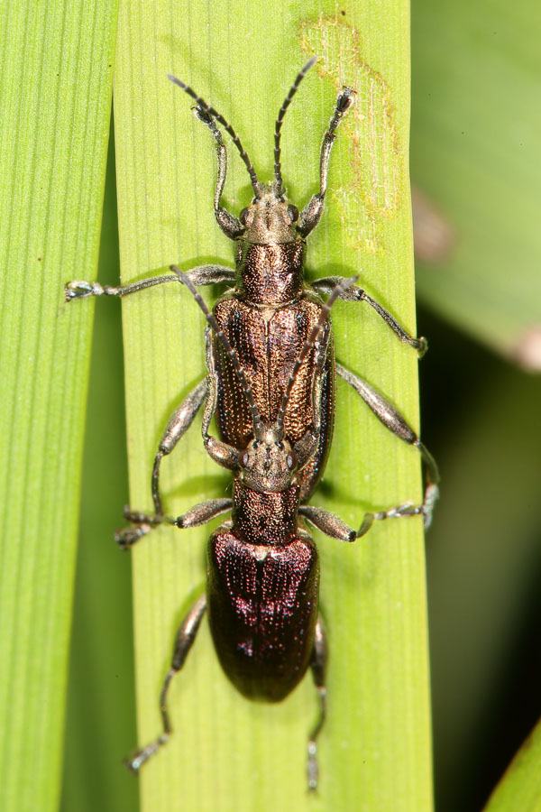 Donacia marginata - Keulenfüßiger Rohrkäfer, Paar