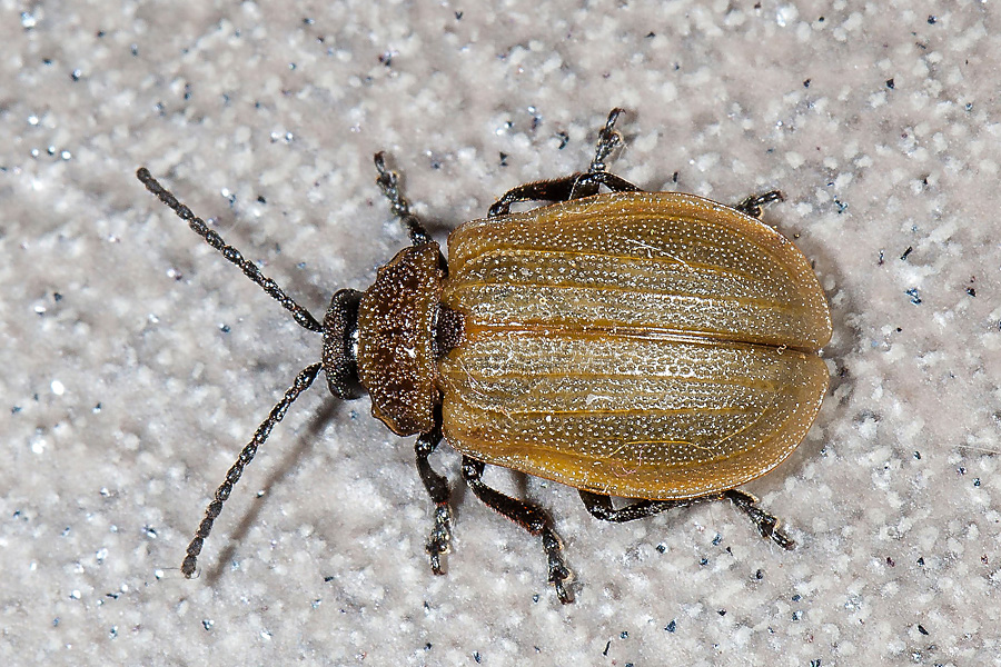 Galeruca pomonae - kein dt. Name bekannt, Käfer auf Balkonboden