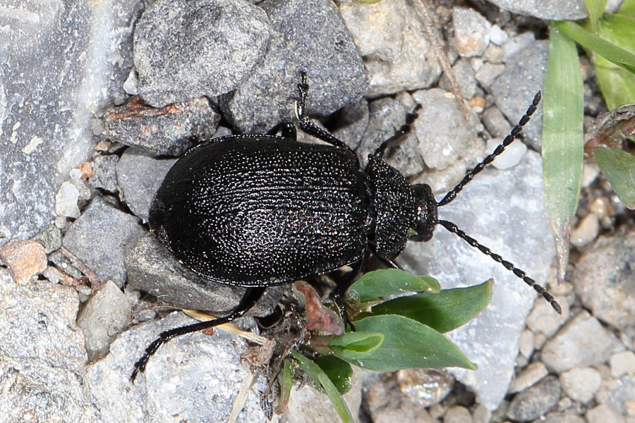 Galeruca tanaceti - Rainfarn-Blattkäfer, Käfer am Boden