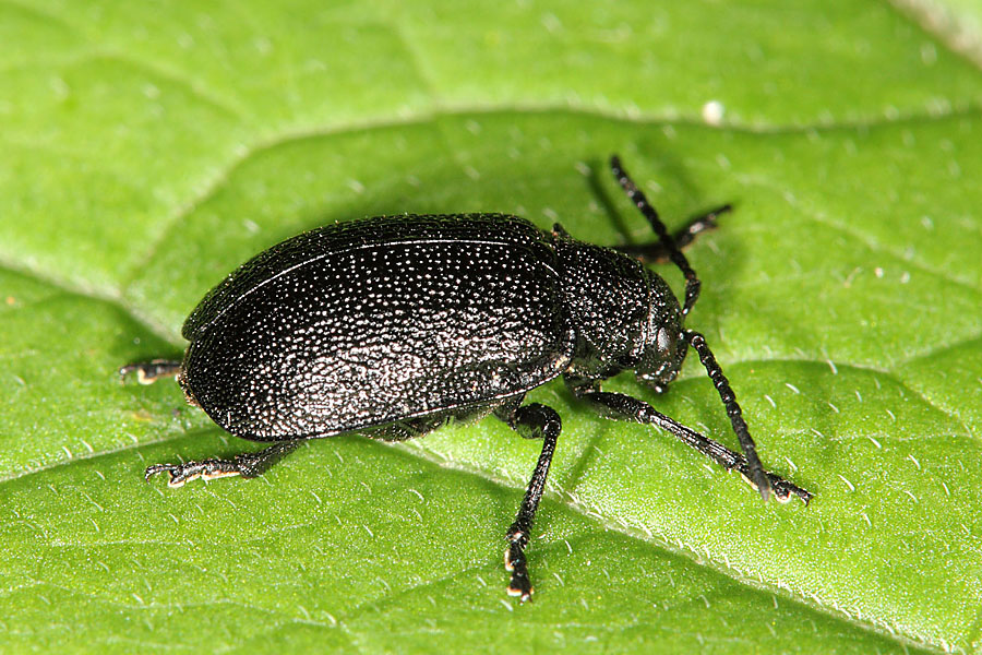 Galeruca tanaceti - Rainfarn-Blattkäfer, Käfer auf Blatt