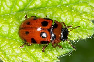 Gonioctena decemnotota - kein dt. Name bekannt, Käfer auf Blatt (1)