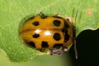 Gonioctena decemnotata - kein dt. Name bekannt, Käfer auf Blatt (2)