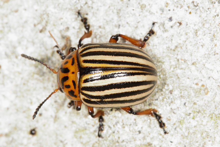 Leptinotarsa decemlineata - Kartoffelkäfer, Käfer auf Klostermauer