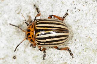 Leptinotarsa decemlineata - Kartoffelkäfer, Käfer auf Klostermauer (1)