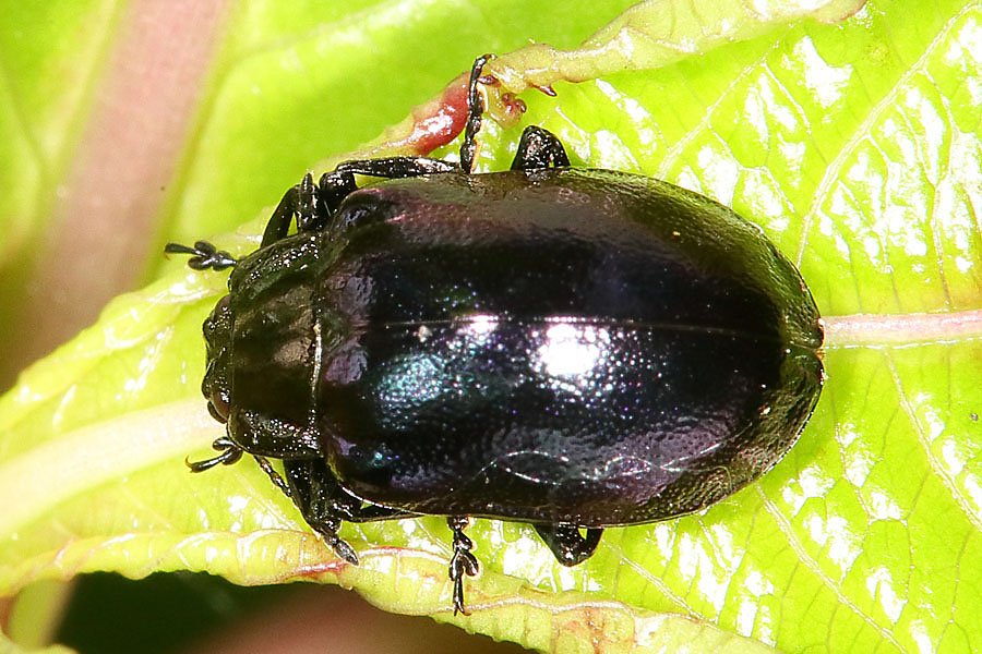 Plagiosterna aenea - Erzfarbener Erlenblattkäfer, Käfer ev. auf Blatt