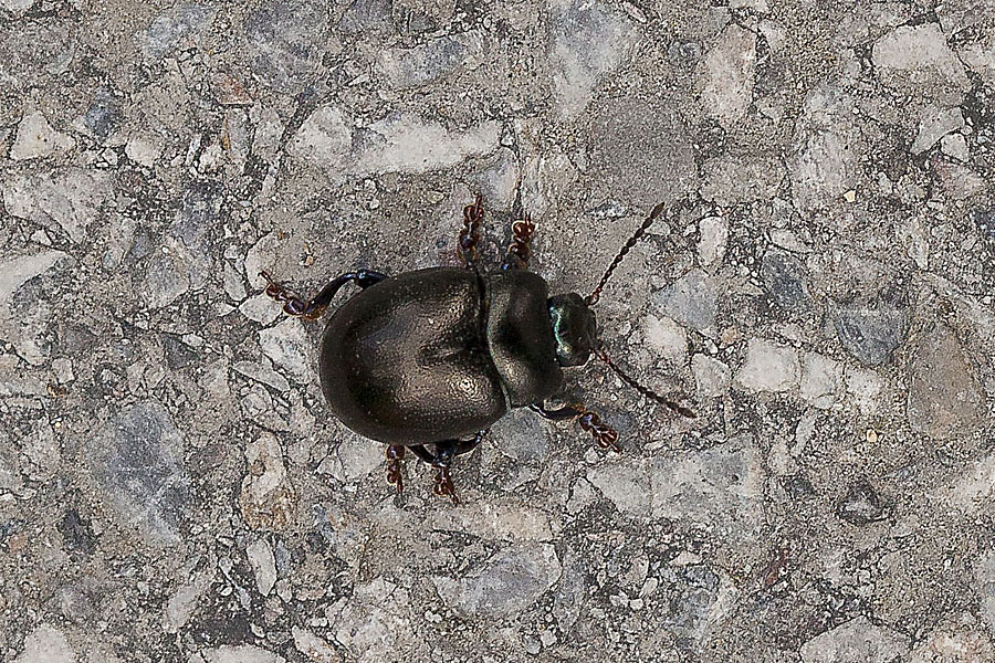 Timarcha goettingensis - Tatzenkäfer, Käfer auf Fahrweg