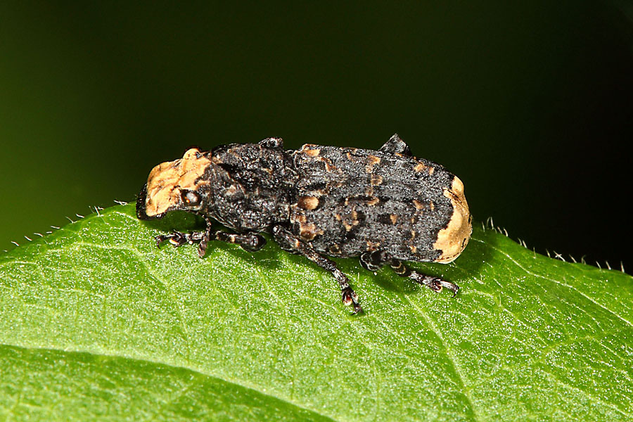 Platyrhinus resinosus - kein dt. Name bekannt, Käfer auf Blatt