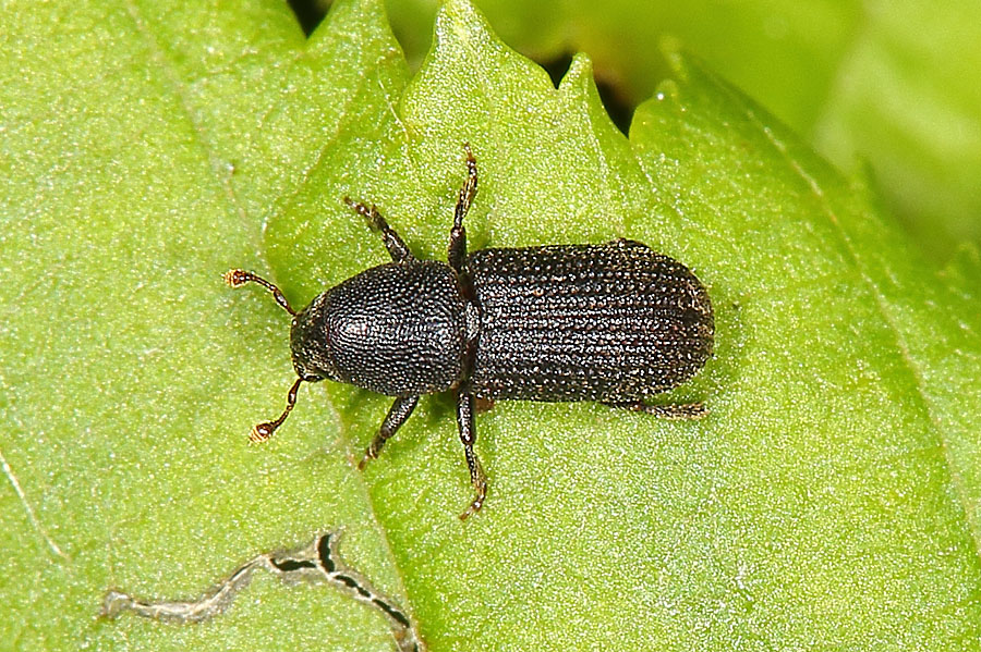 Hylastes cunicularius - Schwarzer Fichtenbastkäfer, Käfer auf Blatt