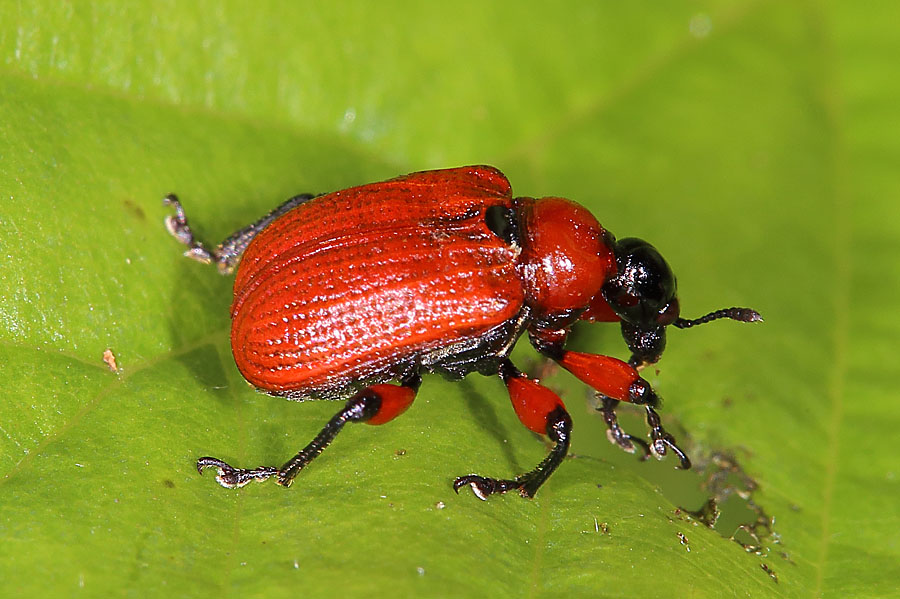 Apoderus coryli - Haselblattroller, Käfer auf Blatt