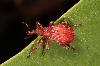 Apion frumentarium - kein dt. Name bekannt, Käfer auf Blatt