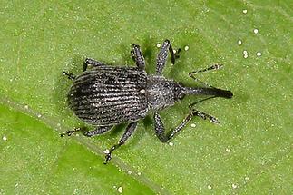 Anthonomus rubi - Erdbeerblütenstecher, Käfer auf Blatt