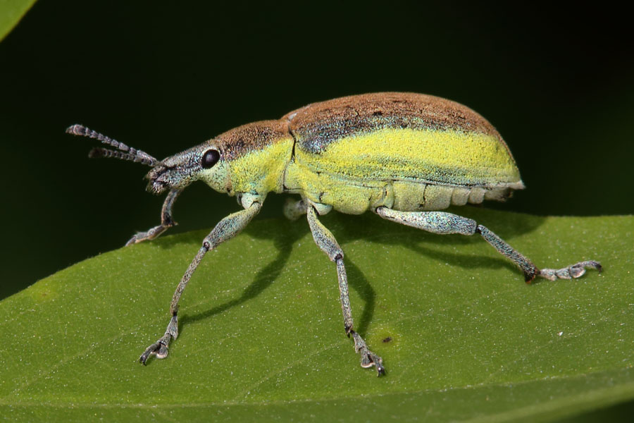 Chlorophanus viridis - Dunkelgrüner Gelbrandrüssler, Käfer auf Blatt