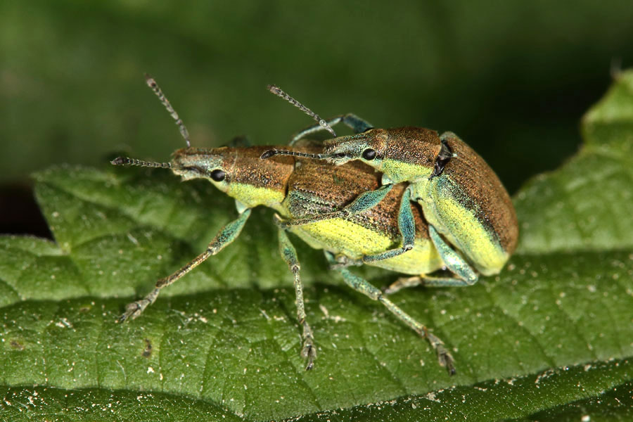 Chlorophanus viridis - Dunkelgrüner Gelbrandrüssler, Paar