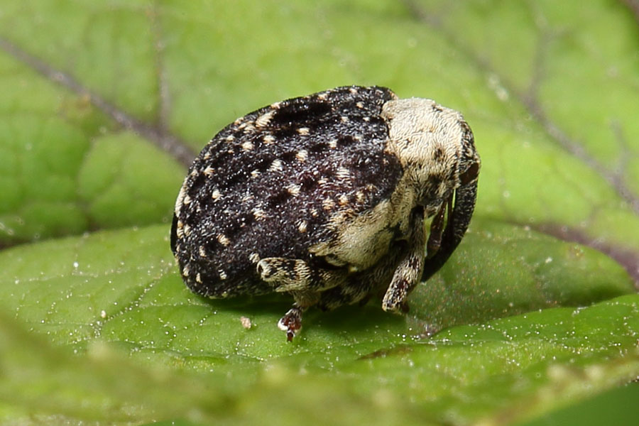 Cionus scrophulariae - Weißschildiger Braunwurzschaber, Käfer auf Blatt
