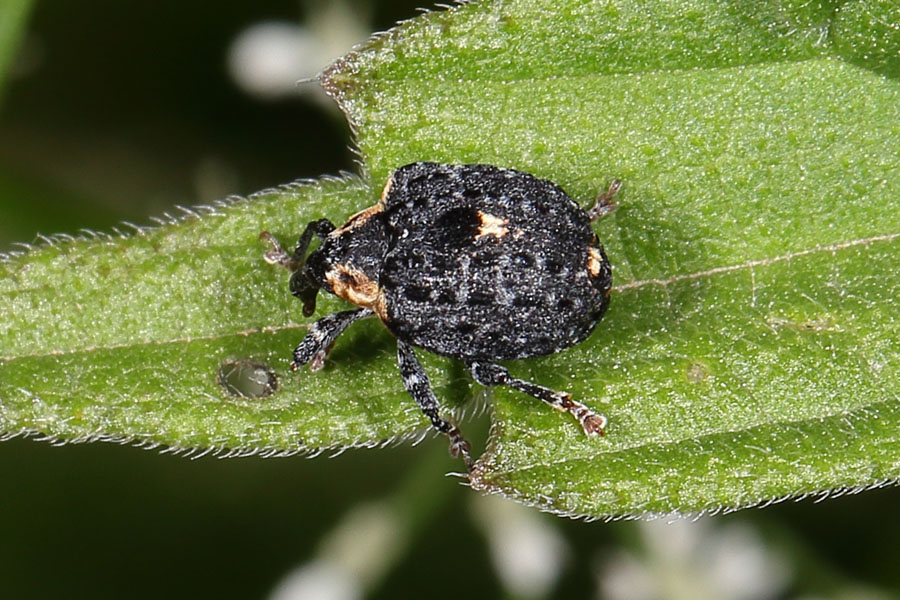 Cionus tuberculosus - Königskerzen-Blattschaber, Käfer auf Blatt