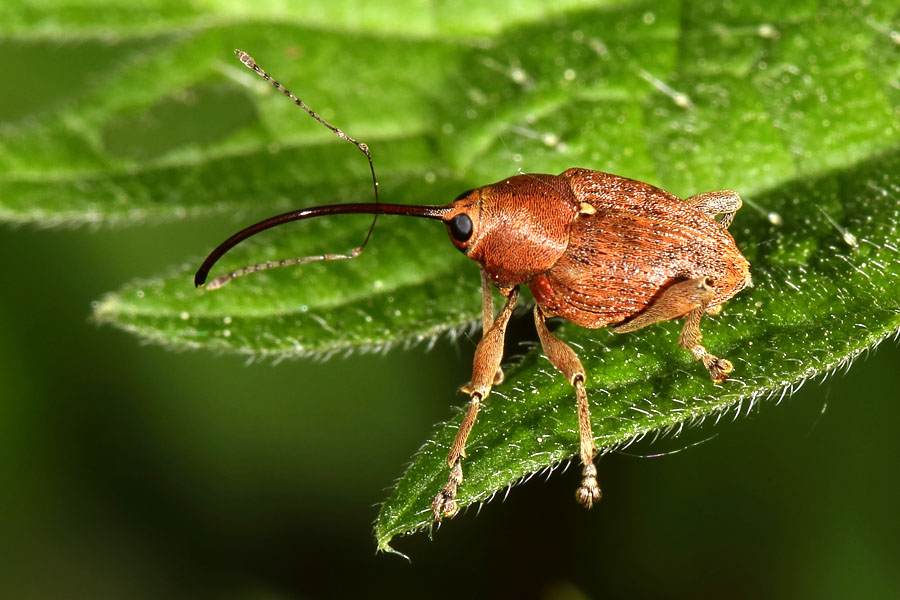Curculio glandium - Gewöhnlicher Eichelbohrer, Käfer auf Blatt