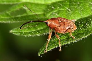 Curculio glandium - Gewöhnlicher Eichelbohrer, Käfer auf Blatt (2)