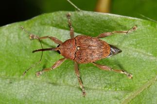 Curculio glandium - Gewöhnlicher Eichelbohrer, Käfer auf Blatt (5)