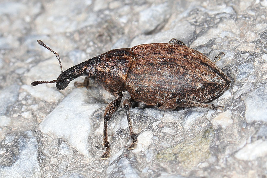 Lepyrus armatus - Wehrhafter Wurzelrüssler, Käfer auf Weg