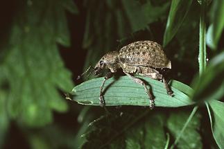 Liophloeus tessulatus - Würfelfleckiger Staubrüssler, Käfer auf Blatt