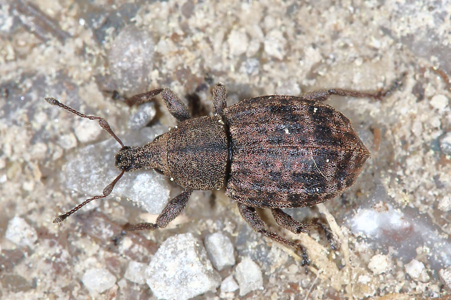 Liophloeus tessulatus - Würfelfleckiger Staubrüssler, Käfer auf Fahrweg