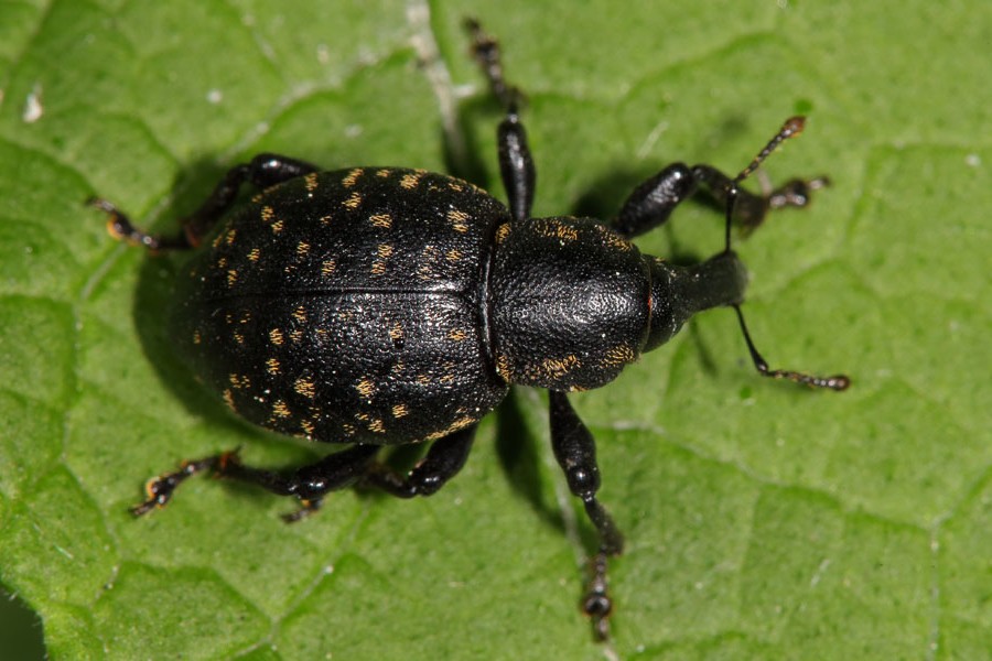 Liparus germanus - Deutscher Trägrüssler, Käfer auf Blatt