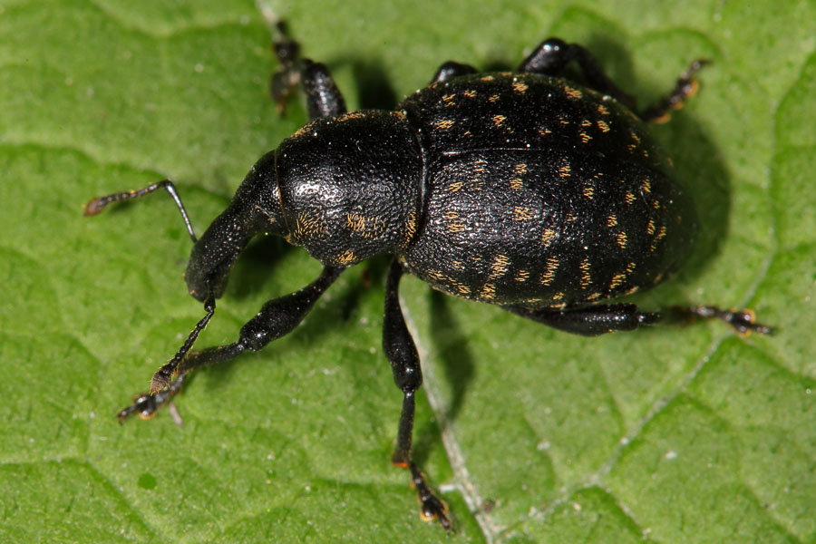 Liparus germanus - Deutscher Trägrüssler, Käfer auf Blatt