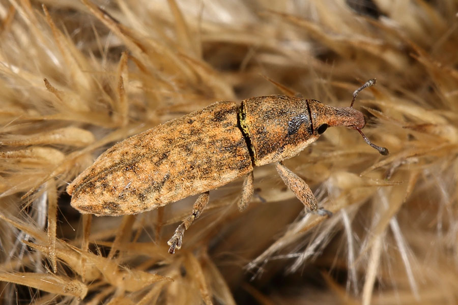 Lixus cf. myagri - kein dt. Name bekannt, Käfer auf Getreidehalm