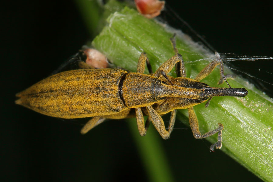 Lixus iridis - Schierlingsrüssler, Paar