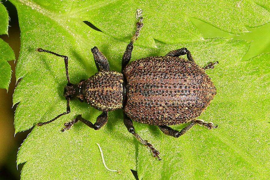 Otiorhynchus cf. austriacus - Österreichischer Dickmaulrüssler, Käfer auf Blatt