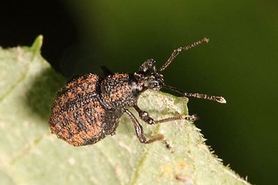 Otiorhynchus austriacus - Österreichischer Dickmaulrüssler, Käfer auf Blatt