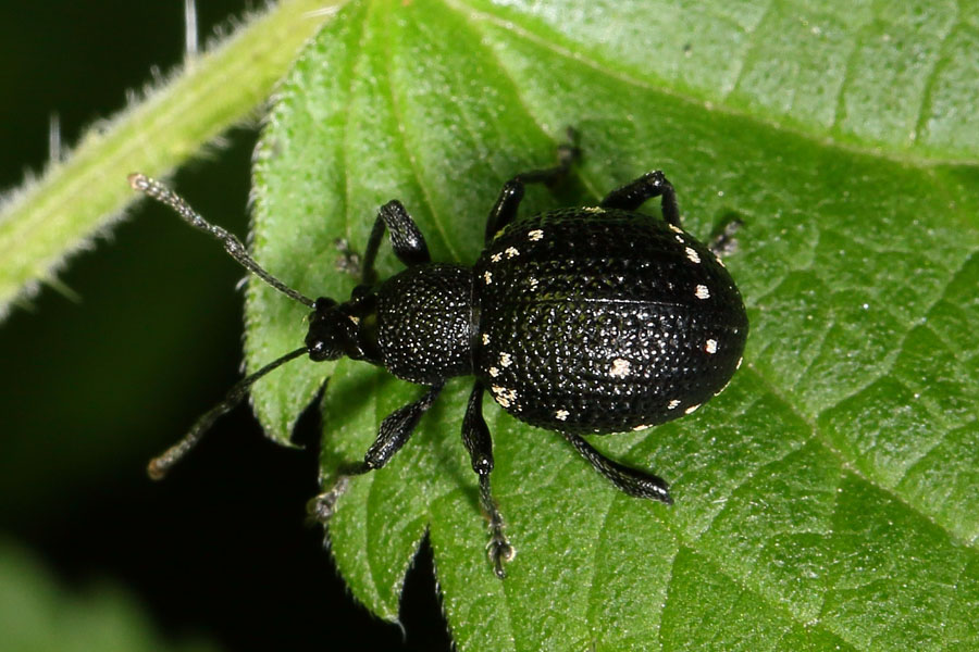 Otiorhynchus gemmatus - Hellgefleckter Dickmaulrüssler, Käfer auf Blatt