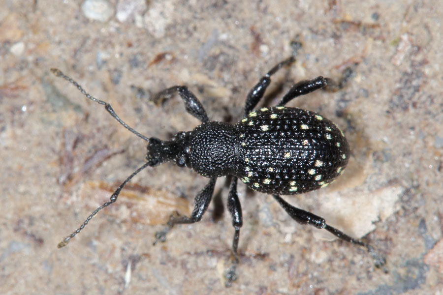 Otiorhynchus gemmatus - Hellfleckiger Dickmaulrüssler, Käfer auf Weg