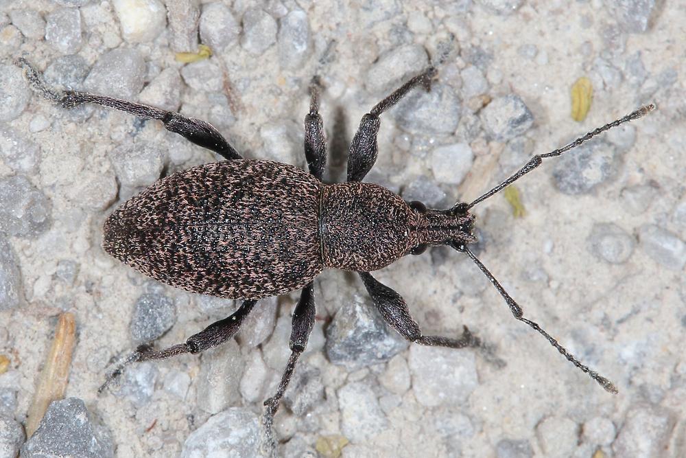 Otiorhynchus ligustici - Luzerne-Dickmaulrüssler