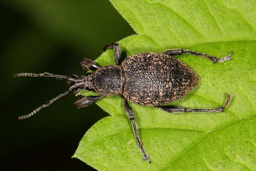 Otiorhynchus ligustici - Luzerne-Dickmaulrüssler, Käfer auf Blatt