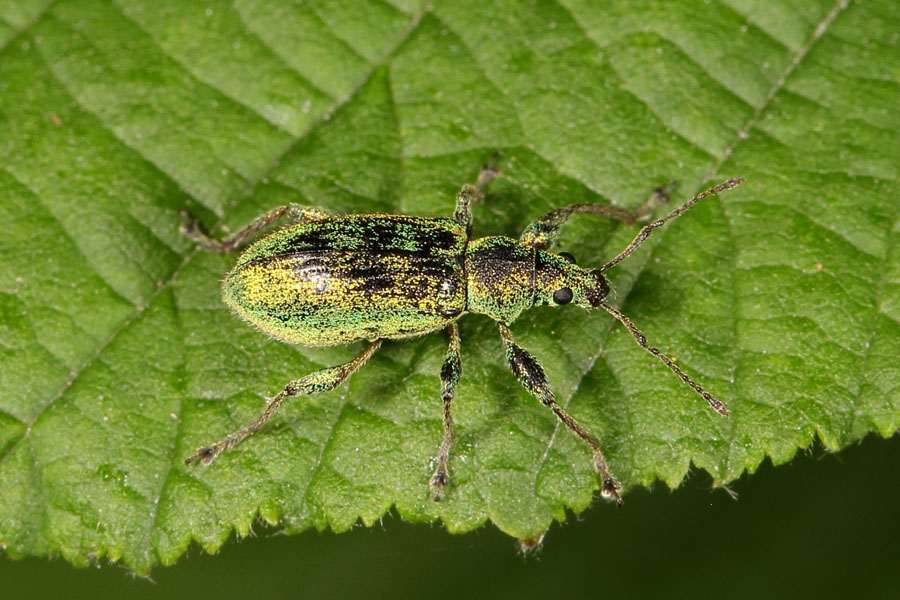 Phyllobius arborator - kein dt. Name bekannt, Käfer auf Blatt