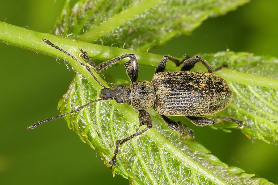 Phyllobius cf. pomonae - kein dt. Name bekannt, Käfer auf Blatt