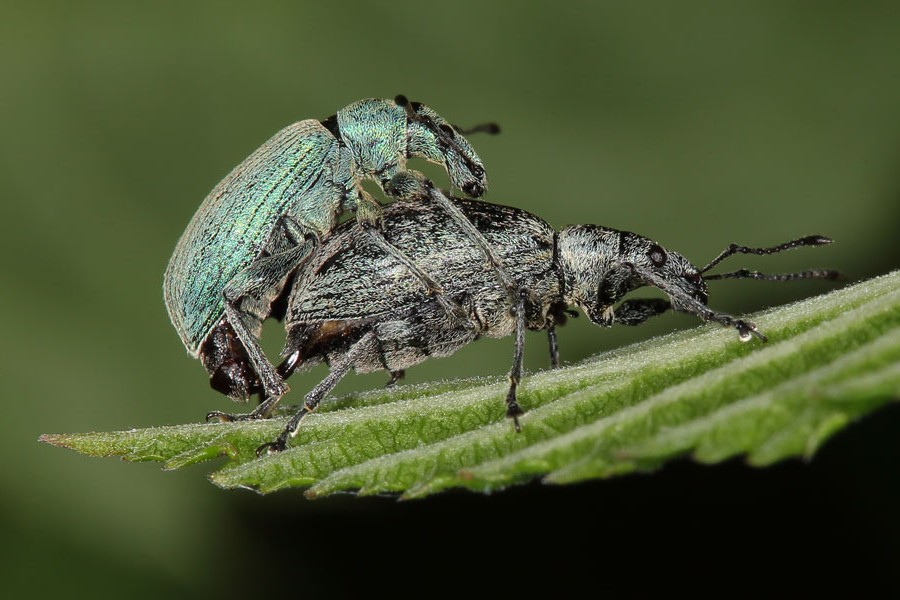 Phyllobius pomaceus - Nessel-Blattrüssler, Paar