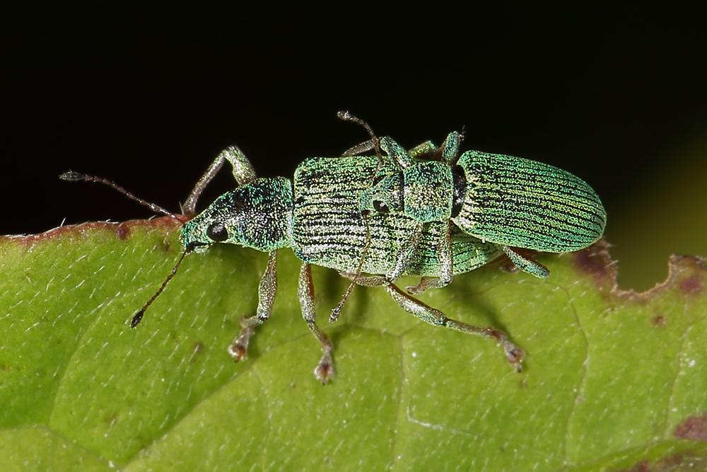 Polydrusus formosus oder sericeus - kein dt. Name bekannt