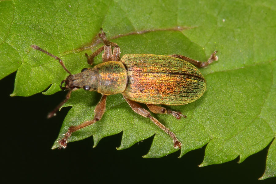 Polydrusus impar - Großer grüner Fichtenrüssler, Käfer auf Blatt