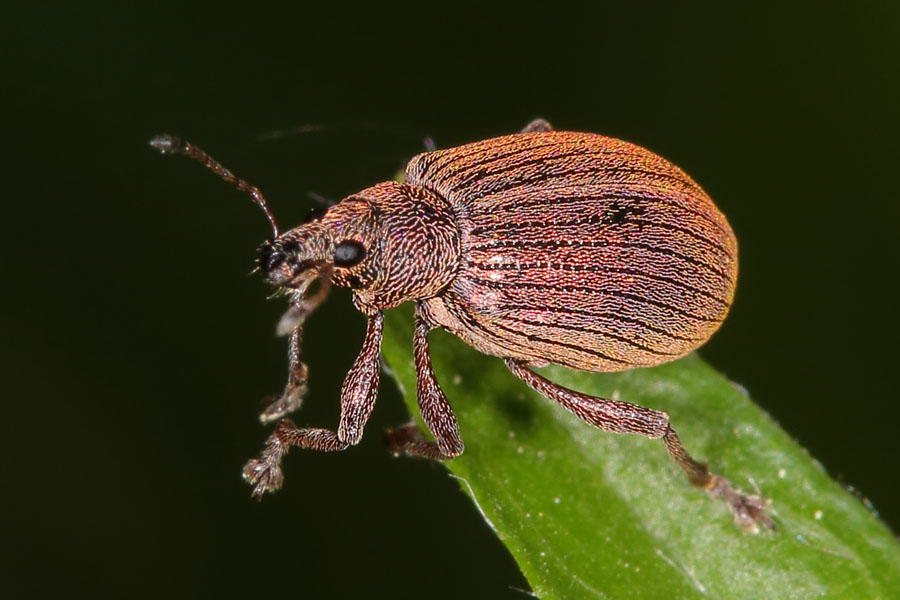 Polydrusus mollis - Kupfriger Glanzrüssler, Käfer auf Blatt