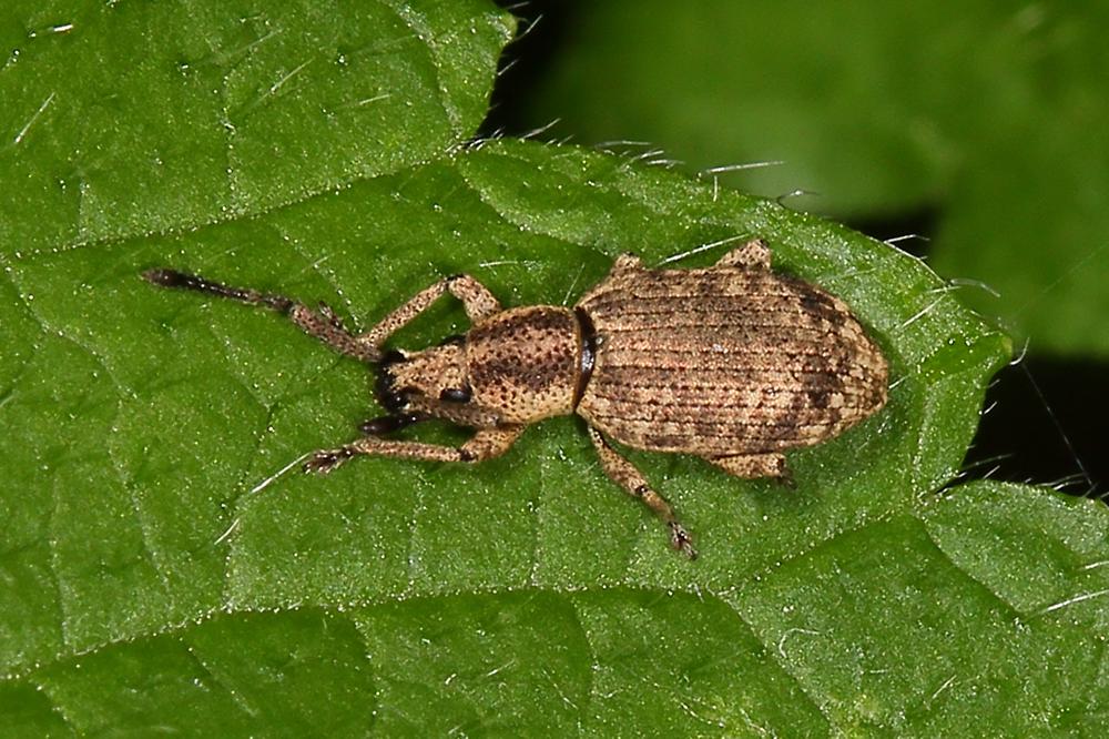 Simo hirticornis - kein dt. Name bekannt