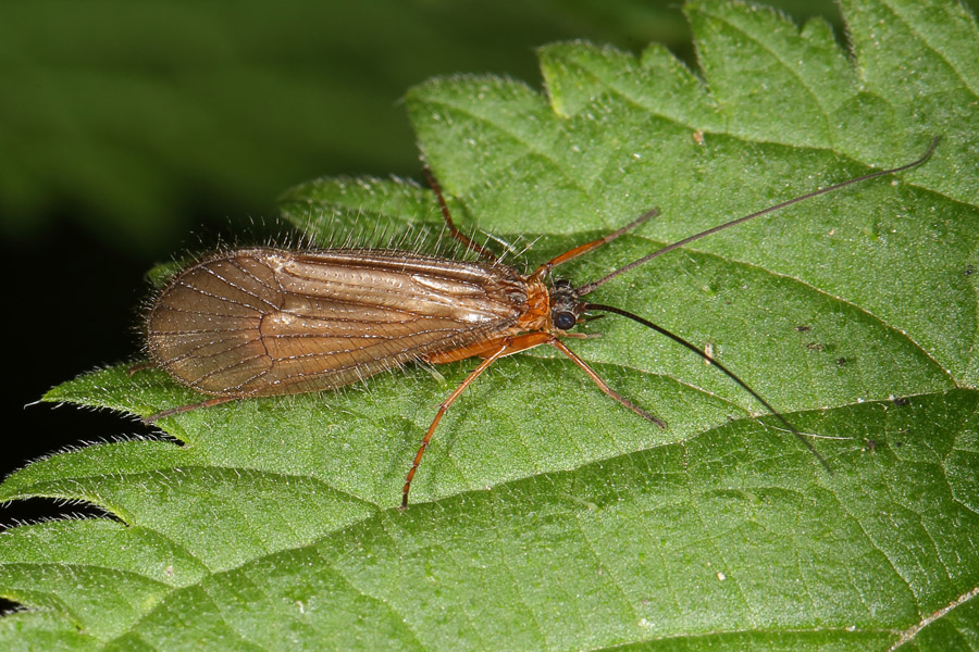 Chaetopteryx villosa - kein dt. Name bekannt