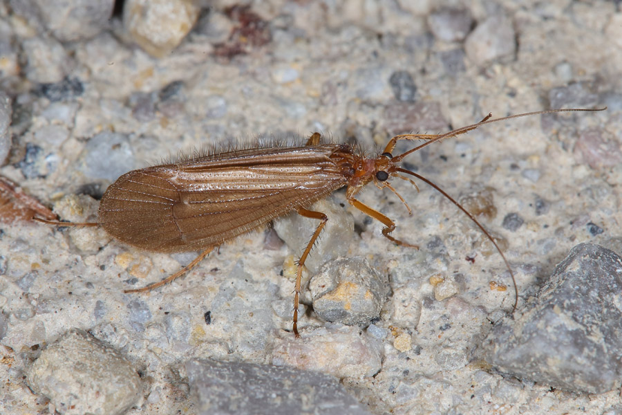 Chaetopteryx villosa - kein dt. Name bekannt