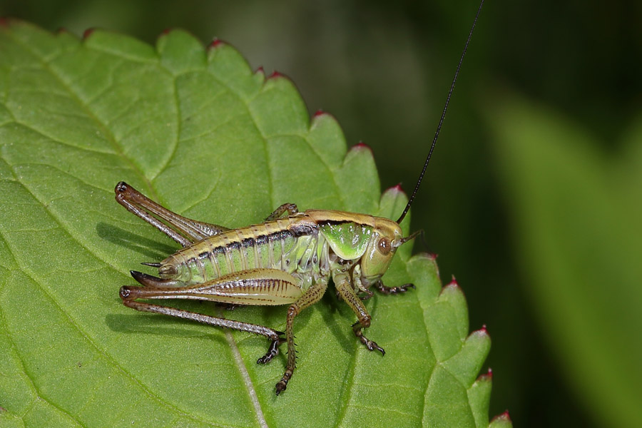 Pholidoptera griseoaptera - Gewöhnliche Strauchschrecke, junges Weibchen