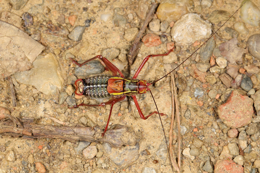 Barbistes serricauda - Laubholz-Säbelschrecke, Männchen